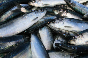 Whole herrings 🇮🇪