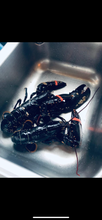 Load image into Gallery viewer, Fresh Lobsters🇮🇪
