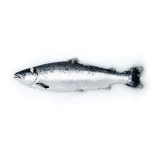 Load image into Gallery viewer, Fresh headed+tailed Gutted Salmon

